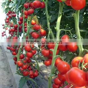 Good Quality Hybrid Red Fruit Tomato Seeds for Growing- Holland No.4 photo-5