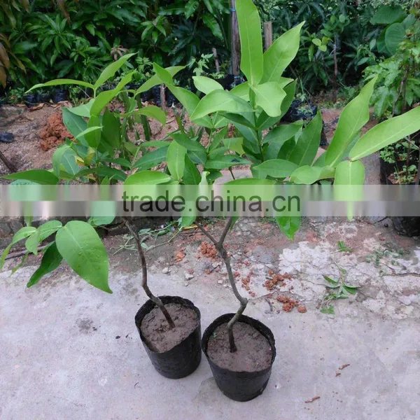 Syzygium Samarangense Tree Seedlings, Java Apple, Semarang Rose-apple, Wax Jambu photo-2
