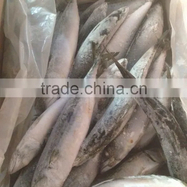 150-200g , Seafrozen Pacific Mackerel , 15kg Ctn photo-4
