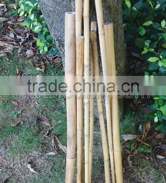 Thick Wall and Strong Tonkin Bamboo Canes for Supporting Plants at Cheap Price photo-4