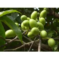 Olive Leaf Extract Plant Extract Factory
