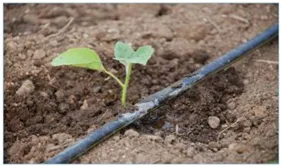 Plastic Film Greenhouse for Israel With Drip Irrigation