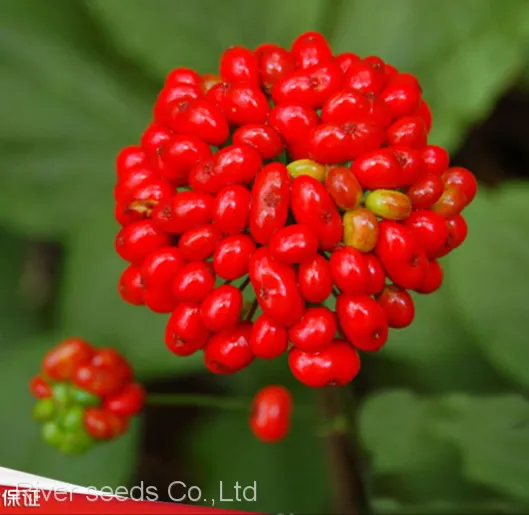 10g High Germination Korean Ginseng Seeds Sale With Good Price