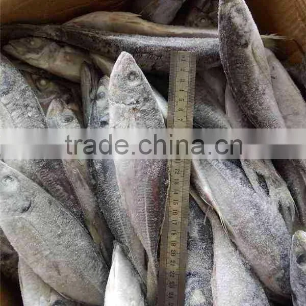 4-6 Pcs per kg 20cm up Horse Mackerel photo-3