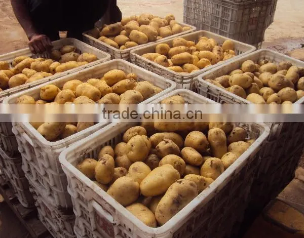 Fresh Yellow Potato From New Crop ( China Origin) photo-5