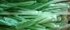 Organic Fresh Chinese Cabbage Pack Choi photo-2