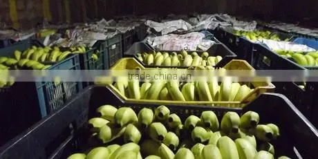 Bananas From Philippines photo-2