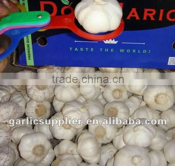 Snow White Garlic New Crop photo-2