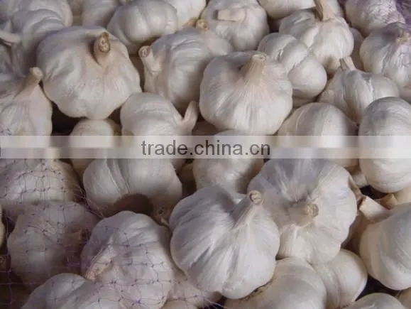Wholesale Natural White Fresh Garlic photo-4