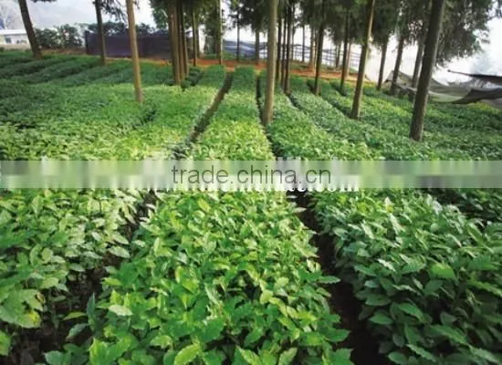 GMO Arabica Coffee Bean Price photo-4