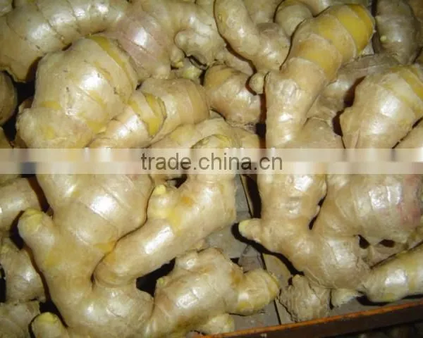 Fresh Air Dry Ginger photo-2
