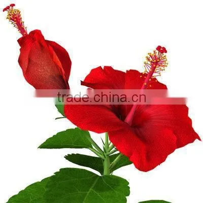 Good Water-soluble High-quality Hibiscus Flower / Hibiscus Sabdariffa Extract 5:1 and Spray-dried Powders photo-3