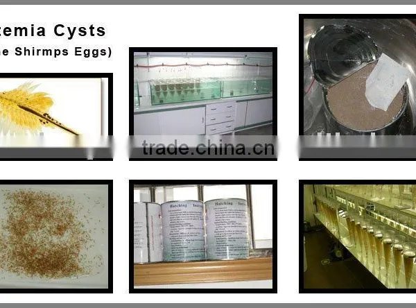 Artemia Cysts
