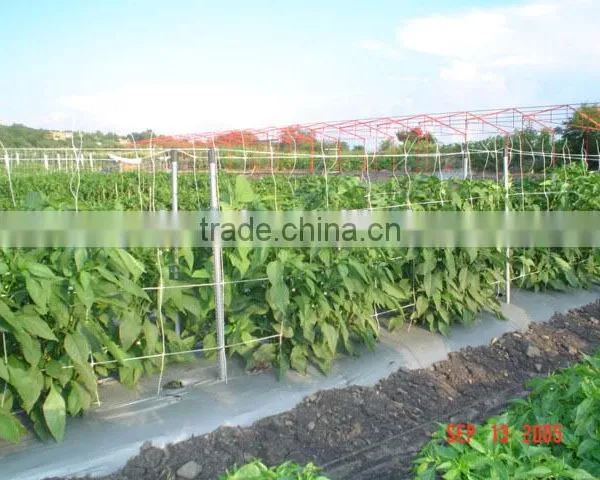Climbing Plant Support Net photo-5