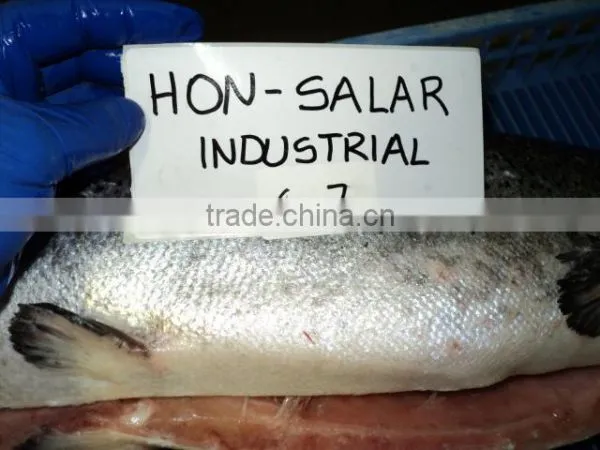 Atlantic Salmon photo-2