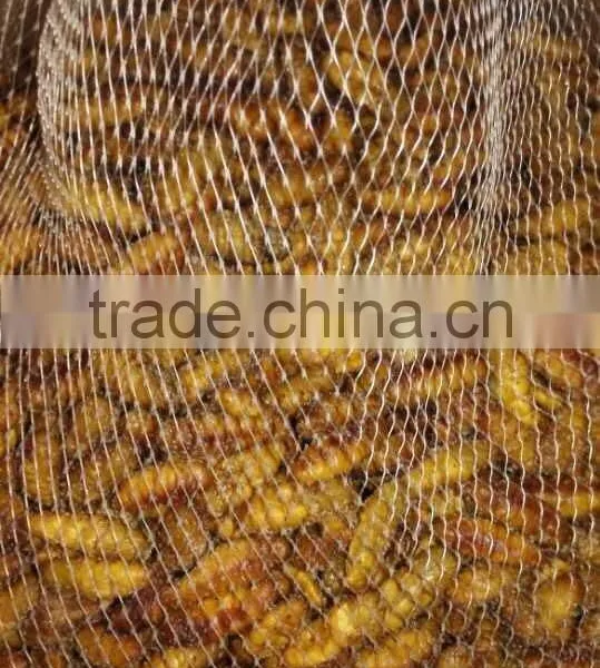 Frozen Silkworm Worm For Market photo-2