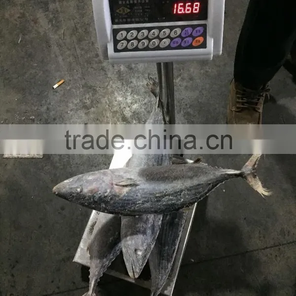 Fish Bonito Tuna Frozen Eastern Little Tuna 750G+ for Sale photo-5