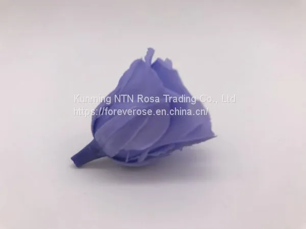 Top Festival Party Decoration Preserved Flower Supplier photo-4