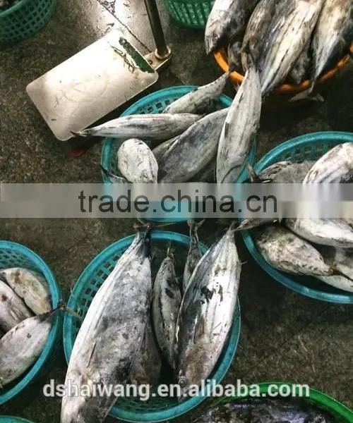Frozen Skipjack Tuna From Chinese Manufacture With Size 300 - 750 g + photo-3