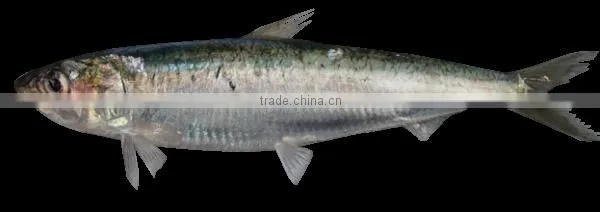 WR Frozen Sardines