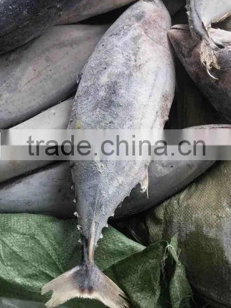 Whole Round 1000g up Frozen Belted Bonito Sarda Orientalis Tuna Fish photo-4