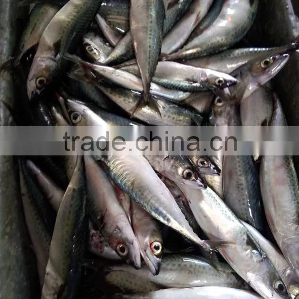 NEW LANDING FROZEN FISH PACIFIC MACKEREL SEA FROZEN 400-600G photo-2