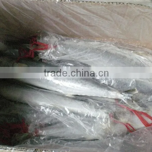 Frozen Spanish Mackerel for Sale or Scomberomorus Niphonius photo-6