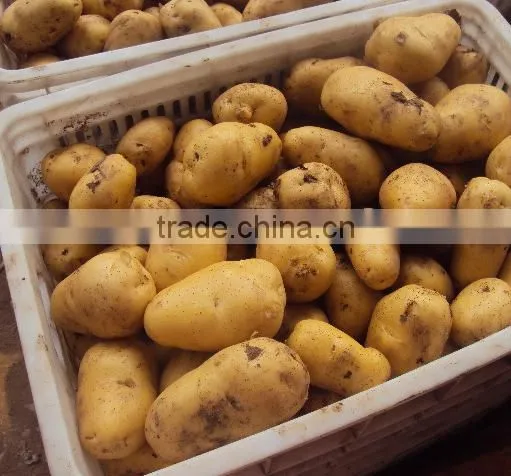 Fresh Yellow Potato From New Crop ( China Origin) photo-4