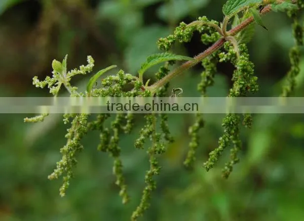 Nettle Seed Extract