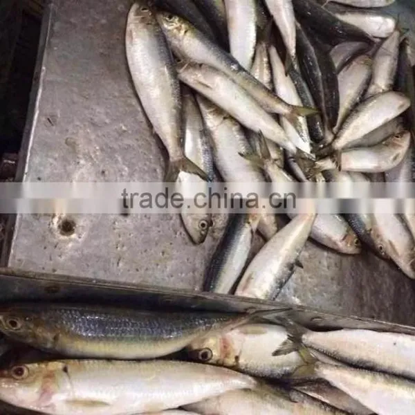 Bait Sardines From Chinese Factory photo-4