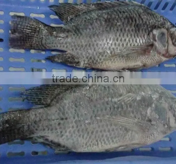 Wholesale Food Price Frozen Tilapia Whole Tilapia Fish photo-2