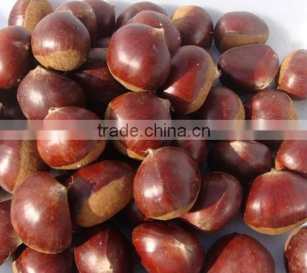 Fresh Chestnut China Origin 40-60pcs photo-6