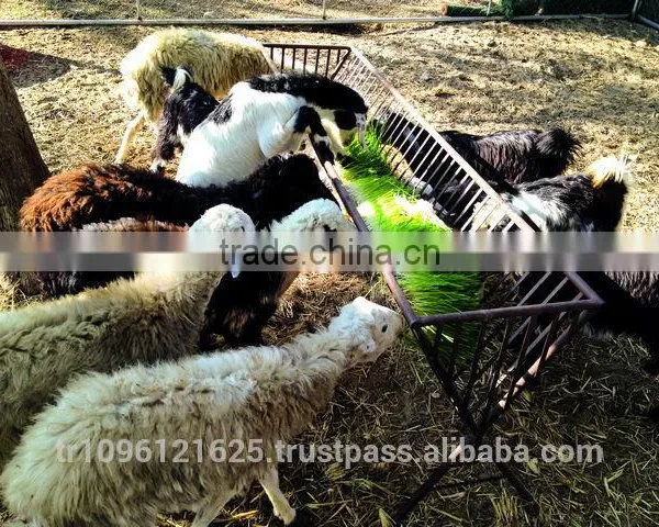 StarMax Barley Fodder / Fodder / Fodder System photo-2