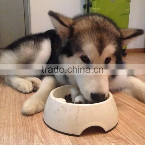 Single Screw Pet Food Machine photo-3