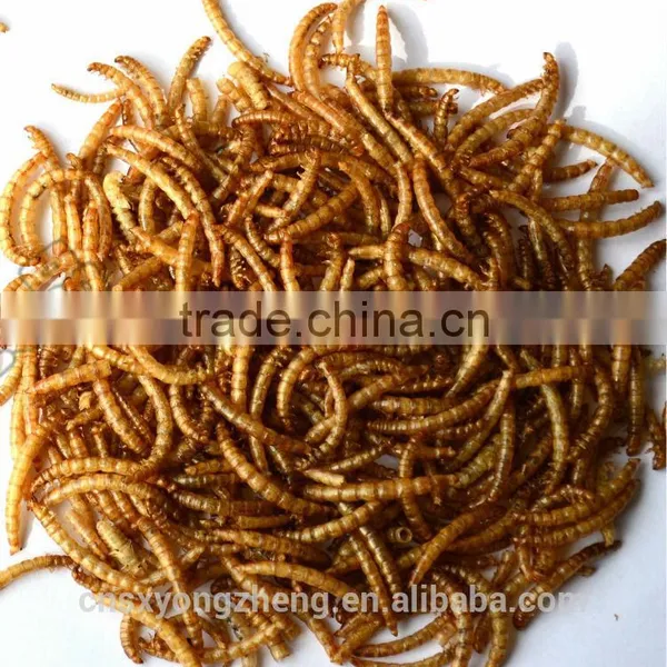 High Protein Reptiles Food Dried Mealworms photo-3