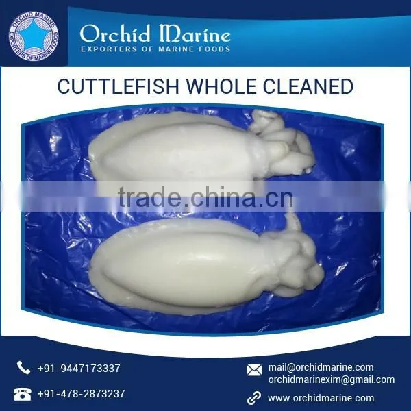 Individually Quick Frozen Cuttlefish Whole Cleaned photo-4