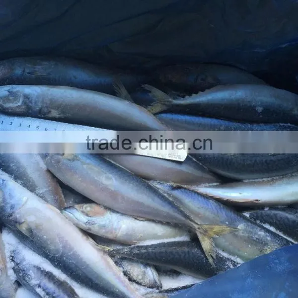 Hot Sales High Quality BQF Frozen Pacific Mackere photo-6
