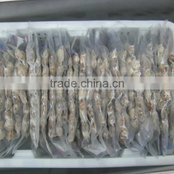 Raw Frozen Short Necked Clam photo-2