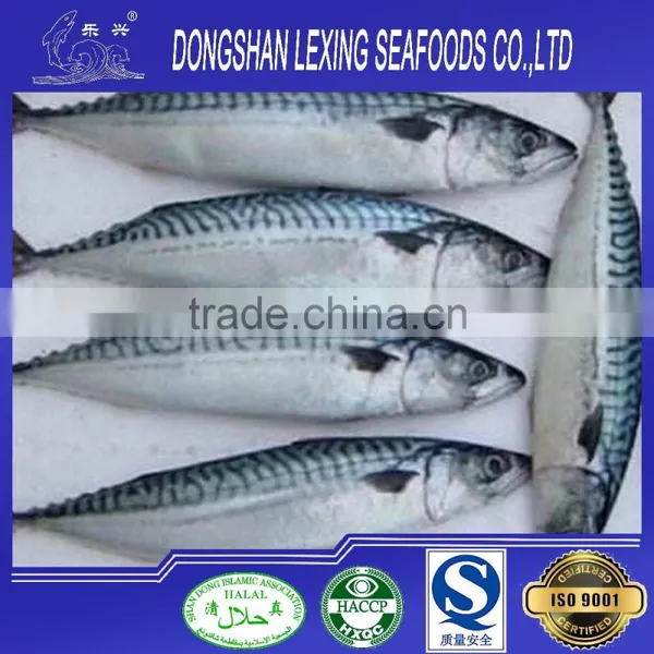 Frozen Pacific Mackerel Fish Prices photo-2