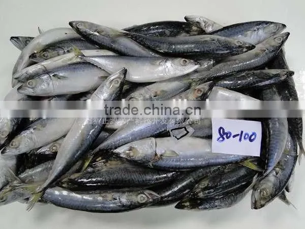 New Laning Whole Round Seafrozen Horse Mackerel for Canning With Good Quality and Competitive Price photo-5