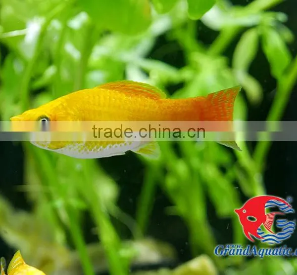 Snow White Sailfin Molly Fish for Freshwater Aquarium Tank photo-4