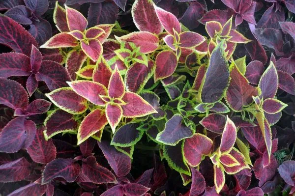 Eco-Friendly Indoor Potted Plants Customized Size Outdoor Yellow