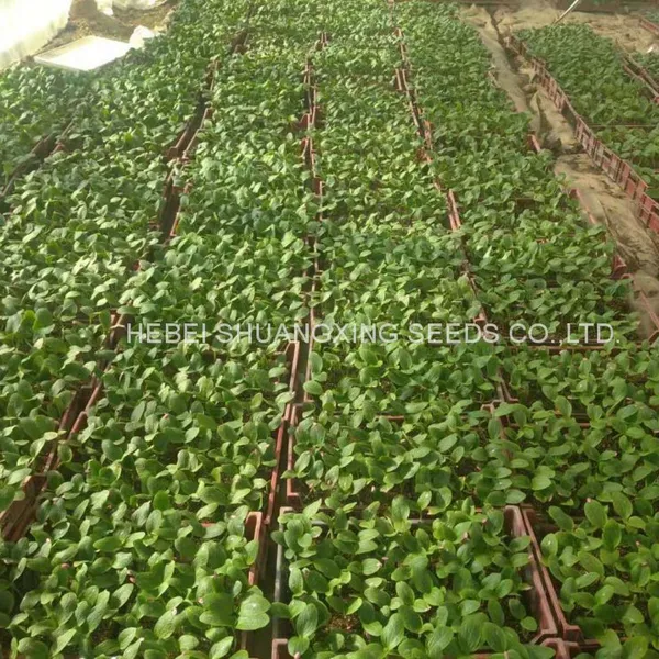 Jinzhu No. 2 Chinese Yellow Skin Hybrid Squash/zucchini Seeds photo-4