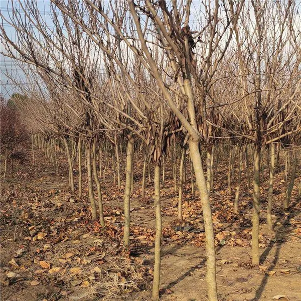 Prices of Bauhinia Trees in 2020 photo-2