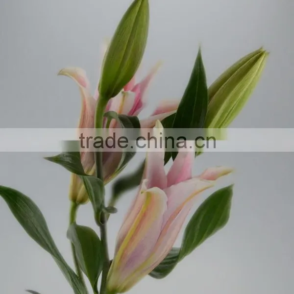 Fresh Sorbonne Wedding Decoration Lily Flower Bouquet photo-2