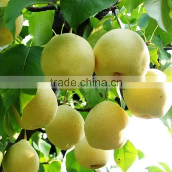 Buying Online in China Custom Canned Snow Pears photo-2
