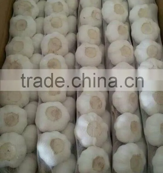 Fresh Indonesian White Garlic & Import China Pure Garlic, White Garlic, Ginger & Carrot photo-3