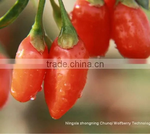 Ningxia 2016 Wolfberry/goji/gojiberry in Bulk, Dried Goji Berry, Organic Goji Berry photo-2