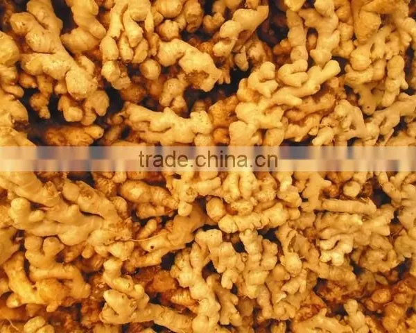 Ginger, Fresh Ginger, Ginger Viet Nam 2014 photo-3