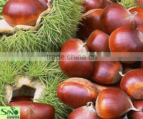 Fresh Chestnut in Bag Package. MOQ:1X40FCL. photo-3